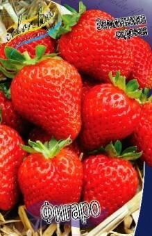 Купить оптом в Ботанике Земляника садовая Фигаро 5 шт