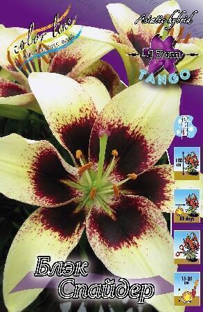 Купить оптом в Ботанике Лилия Блэк Спайдер 5 шт