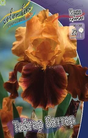 Купить оптом в Ботанике Ирис Тайгер Баттер 50 шт