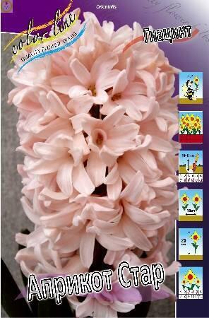 Купить оптом в Ботанике Гиацинт Априкот Стар 3 шт