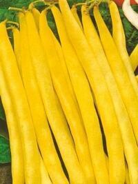 Купить оптом в Ботанике семена Фасоль Лаура спаржевая Мар бренд Марс