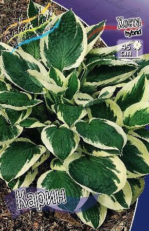 Купить оптом в Ботанике Хоста Карин 2 шт