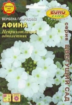 Купить оптом в Ботанике семена Вербена Афина гибридная Аэл бренд Аэлита