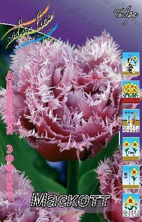 Купить оптом в Ботанике Тюльпан Маскотт 8 шт