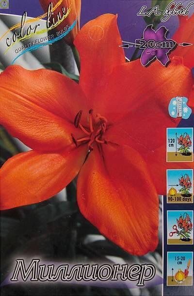 Купить оптом в Ботанике Лилия Миллионер 25 шт