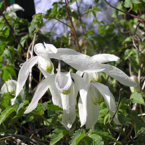 Купить оптом в Ботанике Клематис Атрагене Рига P9