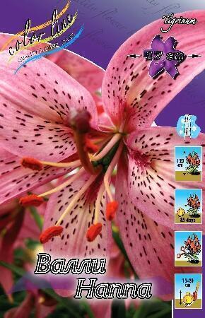 Купить оптом в Ботанике Лилия Валли Наппа 5 шт