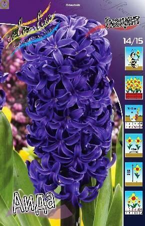 Купить оптом в Ботанике Гиацинт Аида 3 шт