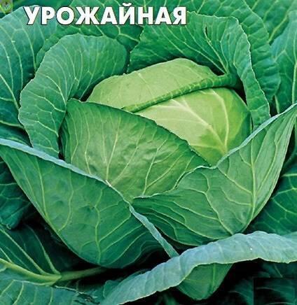 Купить оптом в Ботанике семена Капуста белокочанная Урожайная УД бренд Уральский дачник, Марс