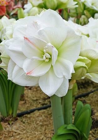Купить оптом в Ботанике Амариллис Уайт Амадеус 1 шт