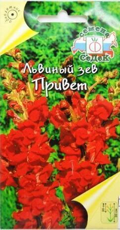 Купить оптом в Ботанике семена Львиный зев Привет Сед бренд СеДеК