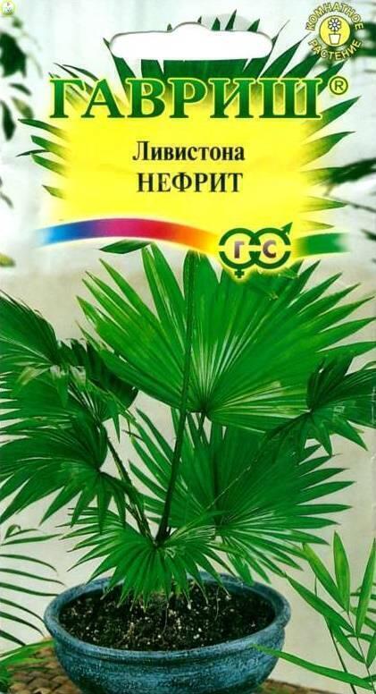 Купить оптом в Ботанике семена Ливистона китайская Нефрит Гав бренд Гавриш