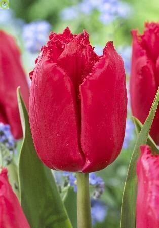 Купить оптом в Ботанике Тюльпан Макарска 10 шт