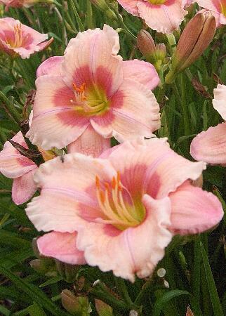 Купить оптом в Ботанике Лилейник Джанис Браун 1шт