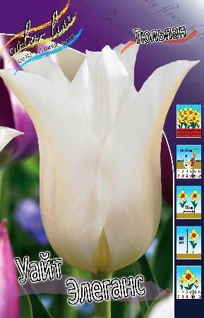 Купить оптом в Ботанике Тюльпан Уайт Элеганс 10 шт