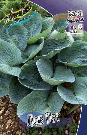 Купить оптом в Ботанике Хоста Лов Пат 1 шт