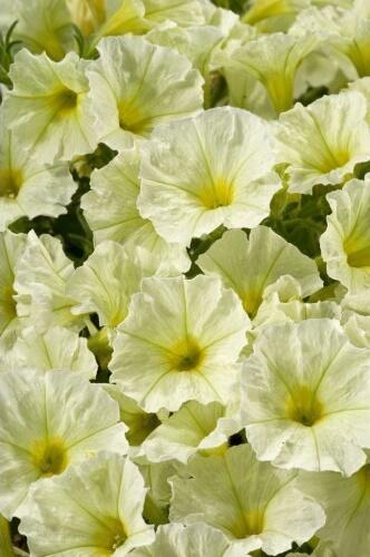 Купить оптом в Ботанике семена Петуния Аладдин желтая F1 Ав бренд Ависта