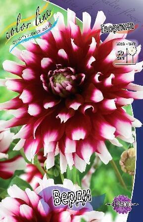 Купить оптом в Ботанике Георгина Верди 15 шт