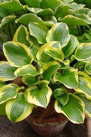 Купить оптом в Ботанике Хоста Куин Жозефина 2 шт