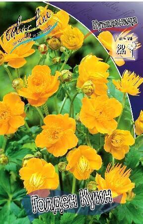 Купить оптом в Ботанике Купальница Голден Куин 1 шт