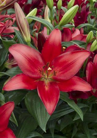 Купить оптом в Ботанике Лилия Коларес 5 шт 