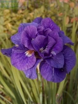 Купить оптом в Ботанике Ирис Каблуи 1шт