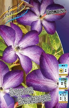 Купить оптом в Ботанике Клематис Веноза Виолацеа 2 шт