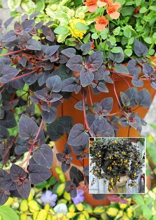 Купить оптом в Ботанике Вербейник Персиан Чоколад 1 шт