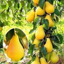 Купить оптом в Ботанике Груша колоновидная Медовая