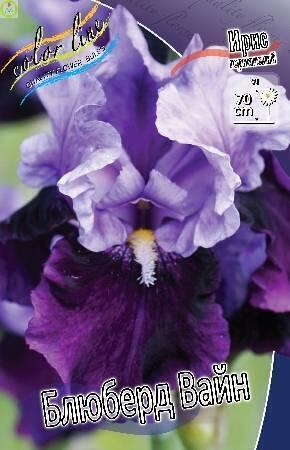 Купить оптом в Ботанике Ирис Блюберд Вайн 50 шт