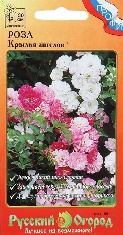 Купить оптом в Ботанике семена Роза Крылья Ангелов НК бренд НК