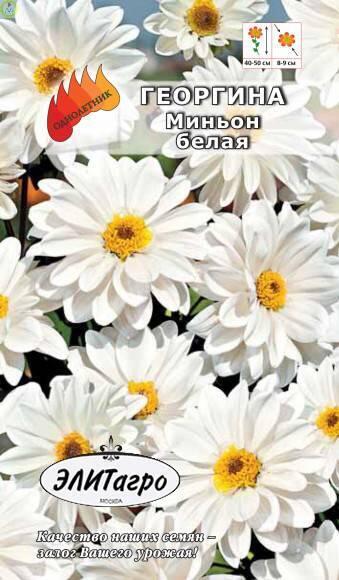 Купить оптом в Ботанике семена Георгина Миньон белый Аэл бренд Аэлита
