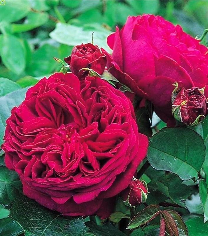 Купить оптом в Ботанике Роза Фальстафф 1 шт плетистая