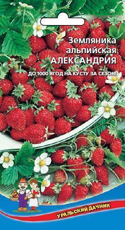 Купить оптом в Ботанике семена Земляника Александрина альпийская УД бренд Уральский дачник