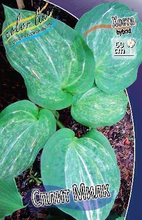 Купить оптом в Ботанике Хоста Сплит Милк 1 шт