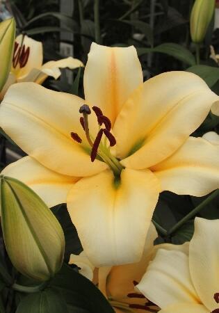 Купить оптом в Ботанике Лилия Сантини 7 шт