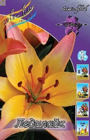 Купить оптом в Ботанике Лилия Ледилайк 5 шт