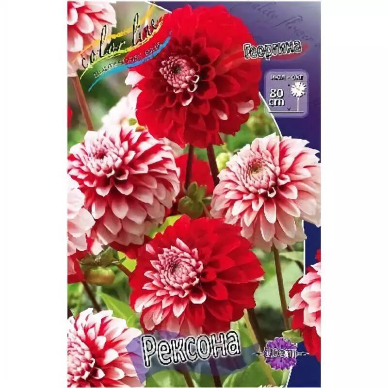 Купить оптом в Ботанике Георгина Рексона 15 шт