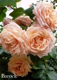 Купить оптом в Ботанике Роза Барок 1 шт плетистая