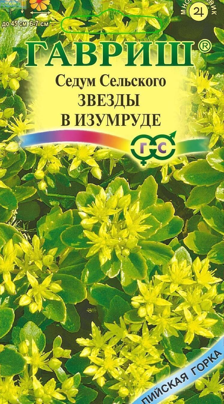 Купить оптом в Ботанике семена Седум Звезды в изумруде Гав бренд Гавриш