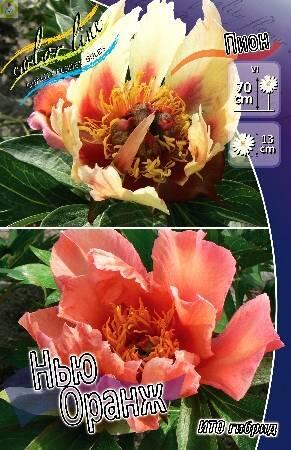 Купить оптом в Ботанике Пион Нью Орандж 5шт