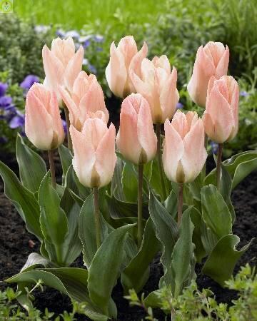 Купить оптом в Ботанике Тюльпан Литтл Герл 100 шт