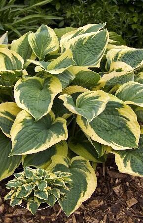 Купить оптом в Ботанике Хоста Остин Дикинсон 1 шт