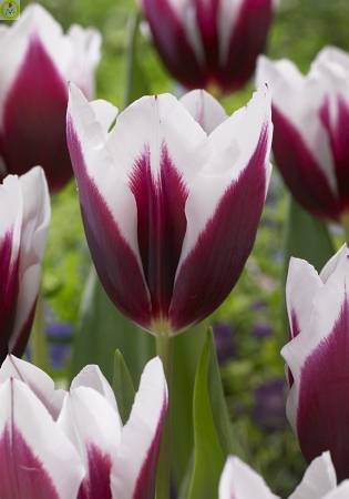 Купить оптом в Ботанике Тюльпан Шпицберген 8 шт