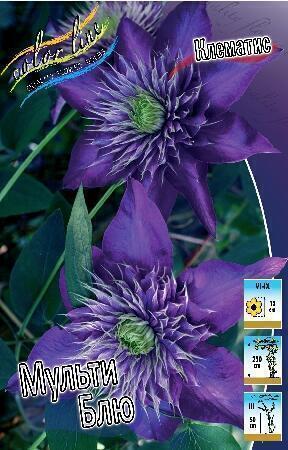 Купить оптом в Ботанике Клематис Мульти Блю 25 шт