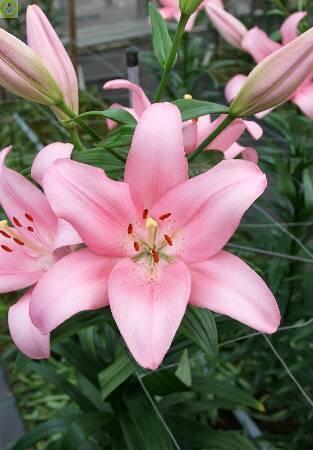 Купить оптом в Ботанике Лилия Пакьяно 2 шт 