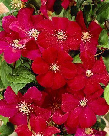 Купить оптом в Ботанике Клематис Руж Кардинал 2 шт