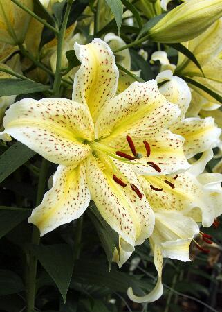 Купить оптом в Ботанике Лилия Йеллоу Тайгер 5 шт