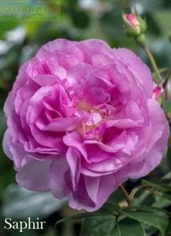 Купить оптом в Ботанике Роза Сапфир 1 шт шраб