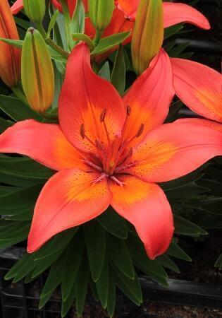 Купить оптом в Ботанике Лилия Шоувиннер 5 шт